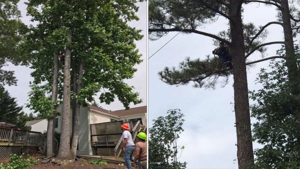 Tree Trimming Service Charlottesville VA