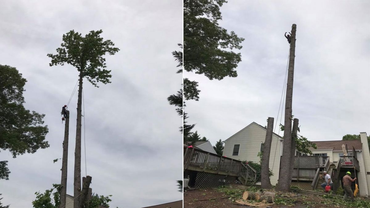 Tree Removal Services Loudoun County VA