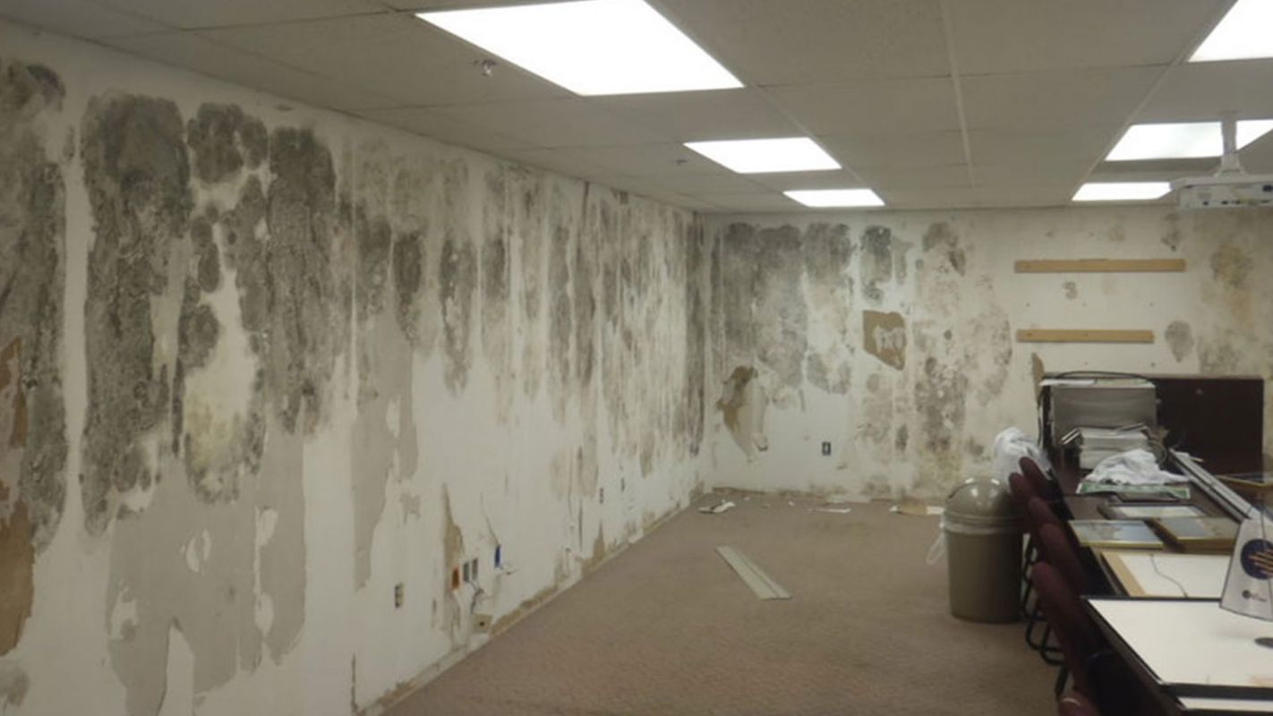 Commercial Mold Removal Sandy Springs GA