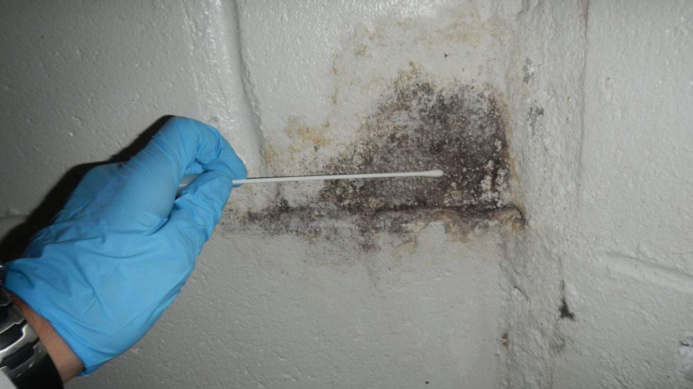 Mold Inspection Cost Alpharetta GA