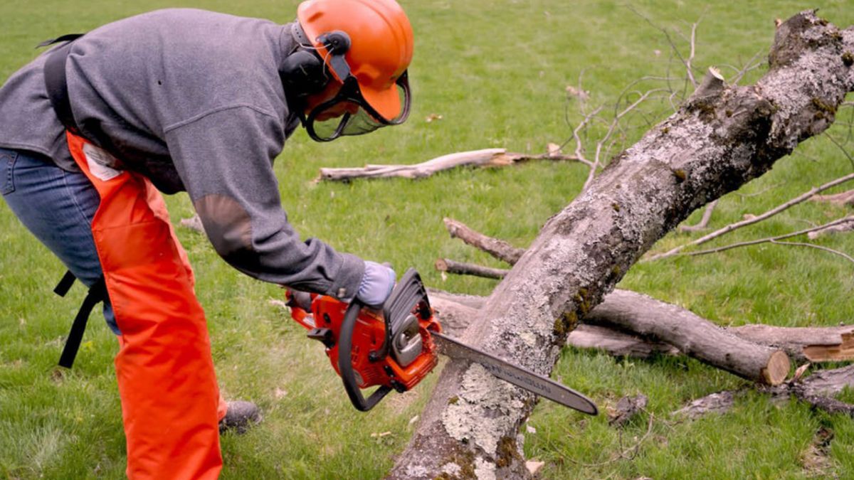24 Hour Tree Removal Boerne TX
