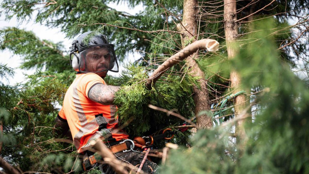 Tree Trimming Services Boerne TX