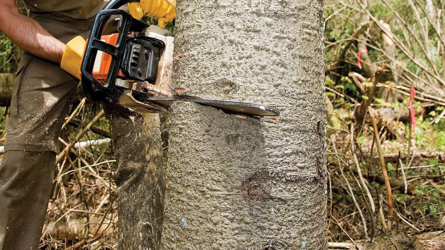 Tree Cutting Service Weymouth MA