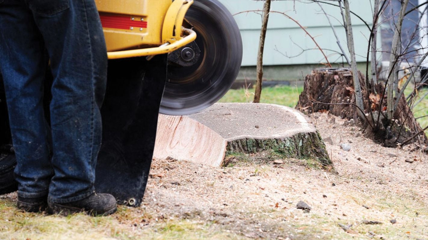 Stump Grinding Braintree MA