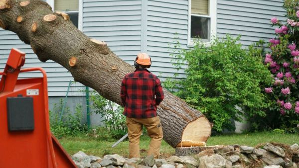 Residential Tree Removal Boerne TX