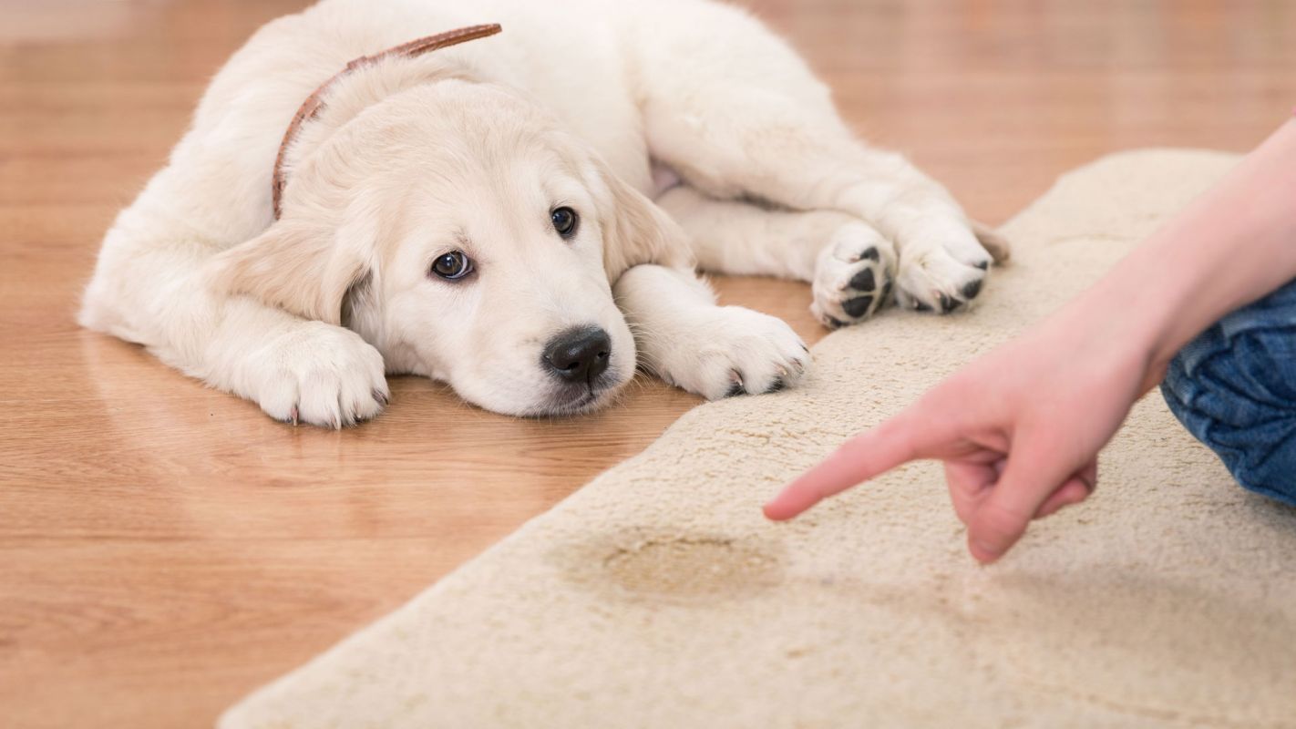 Pet Stain Carpet Cleaner Portland OR