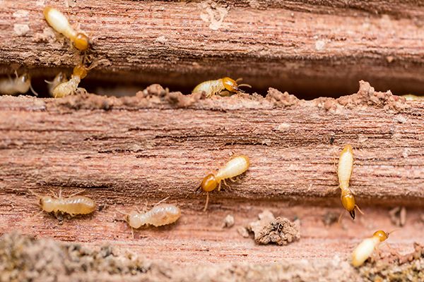 Termite Extermination Georgetown TX