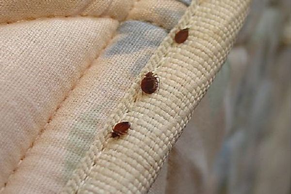 Bed Bugs Extermination Pflugerville TX