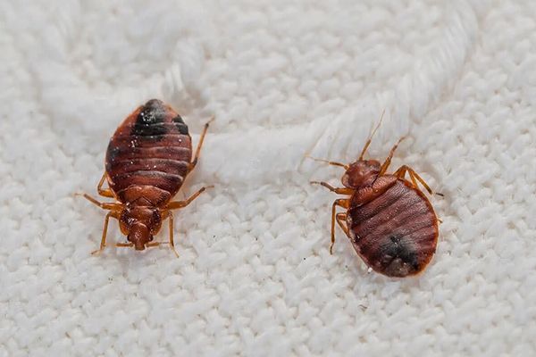 Bed Bugs Extermination Specialist Pflugerville TX