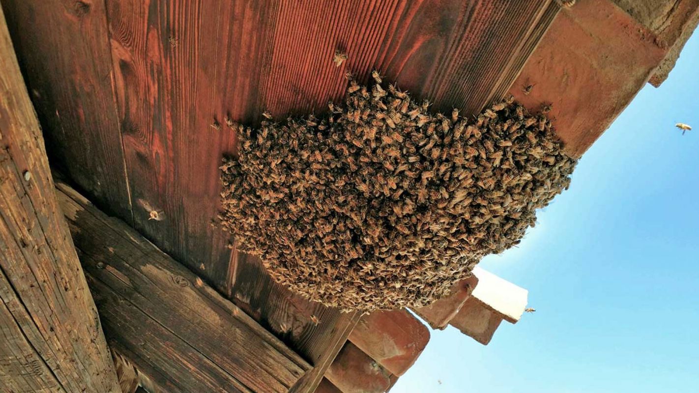 Carpenter Bee Swam Removal Homestead FL