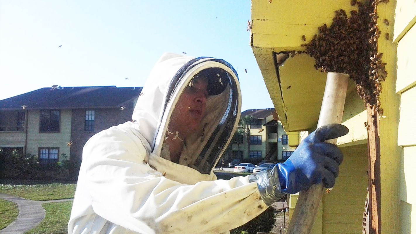 Africanized Bee Removal Specialists Homestead FL