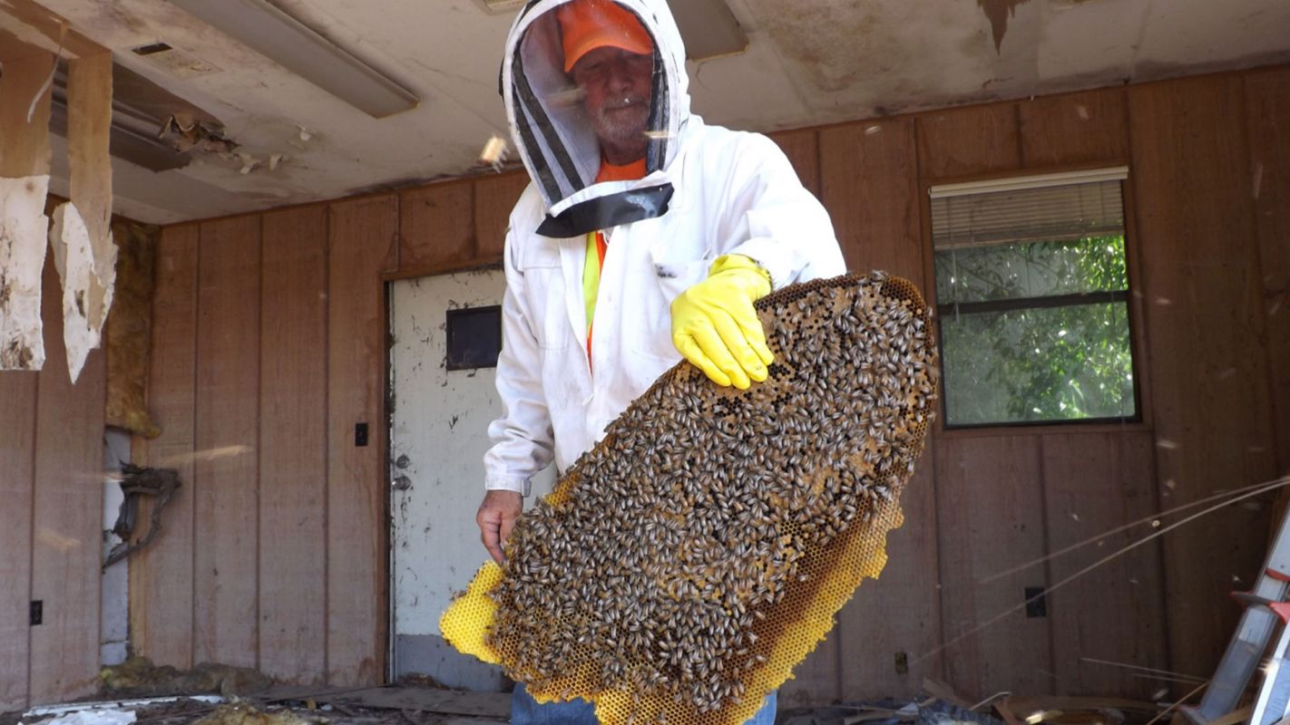 Carpenter Bee Exterminator Homestead FL