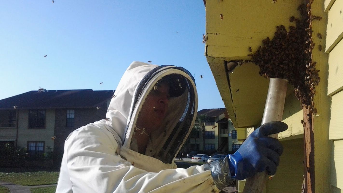 Bee Pest Control Miami FL