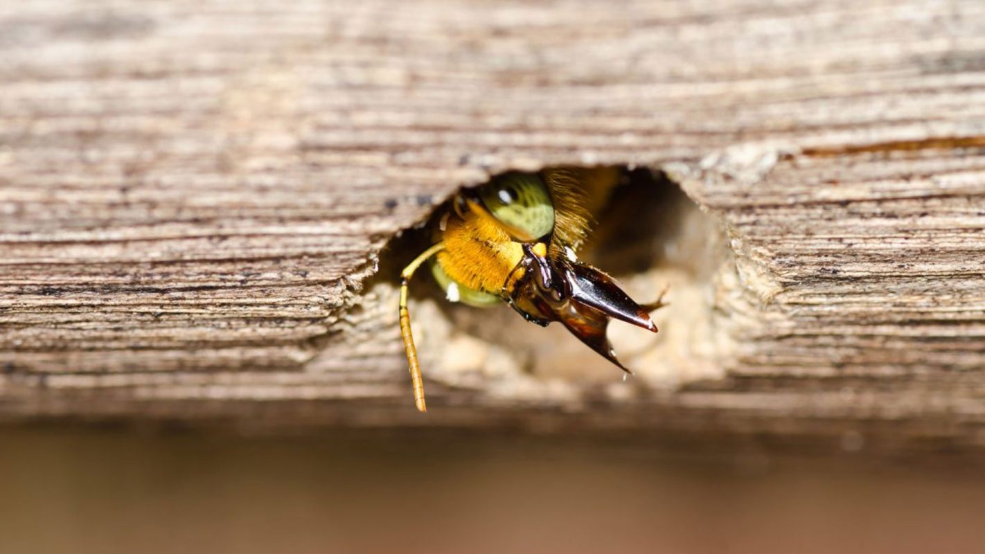 Carpenter Bee Removal Kendall FL