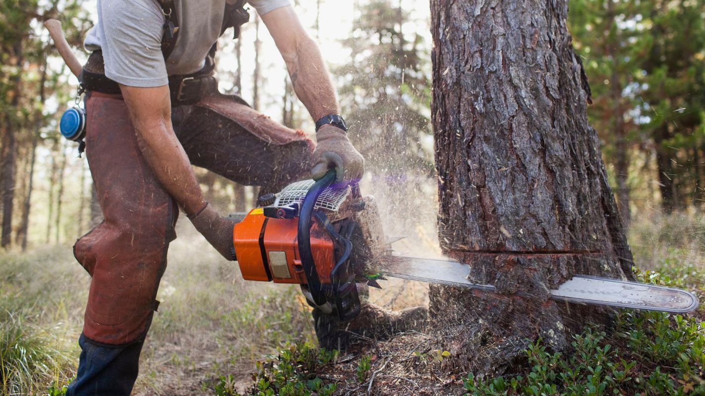 Tree Cutting Service Orlando FL