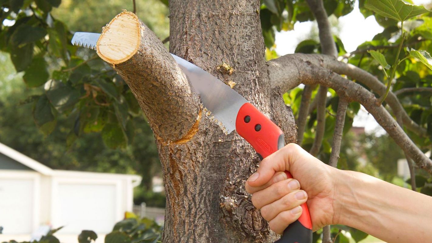 Tree Branch Cutting Orlando FL