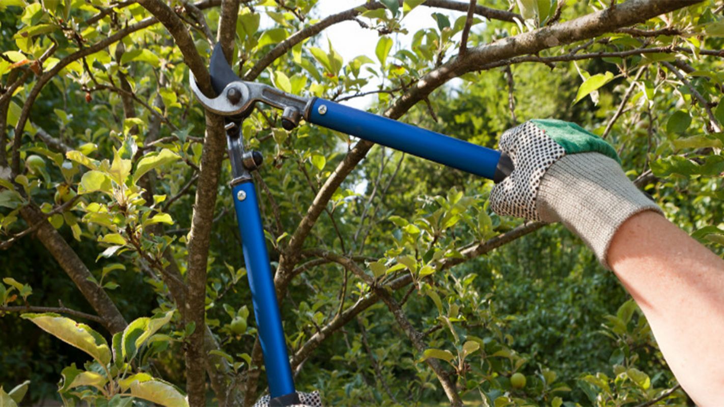 Tree Trimming Services Mission KS