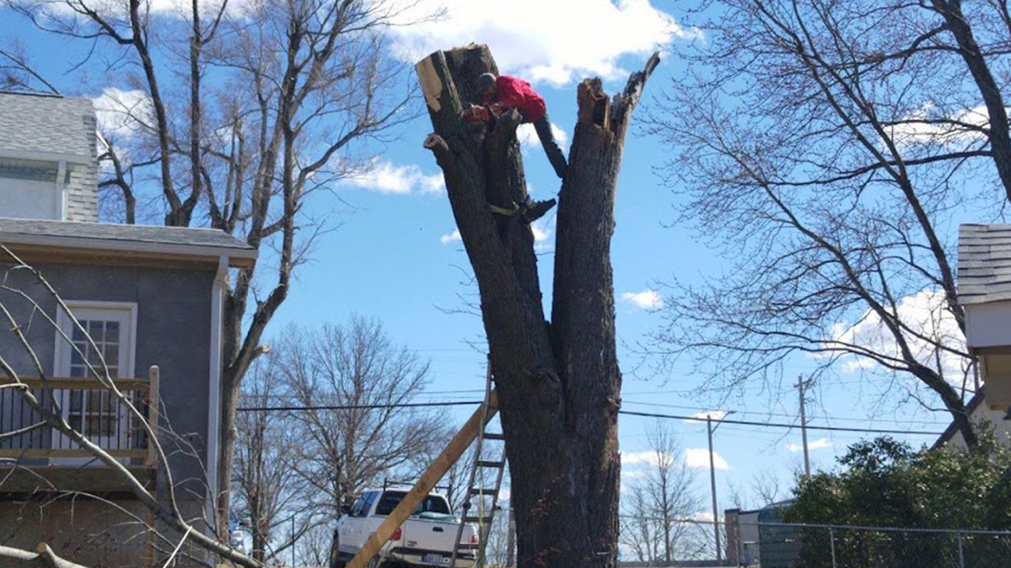 Tree Removal Services Leawood KS