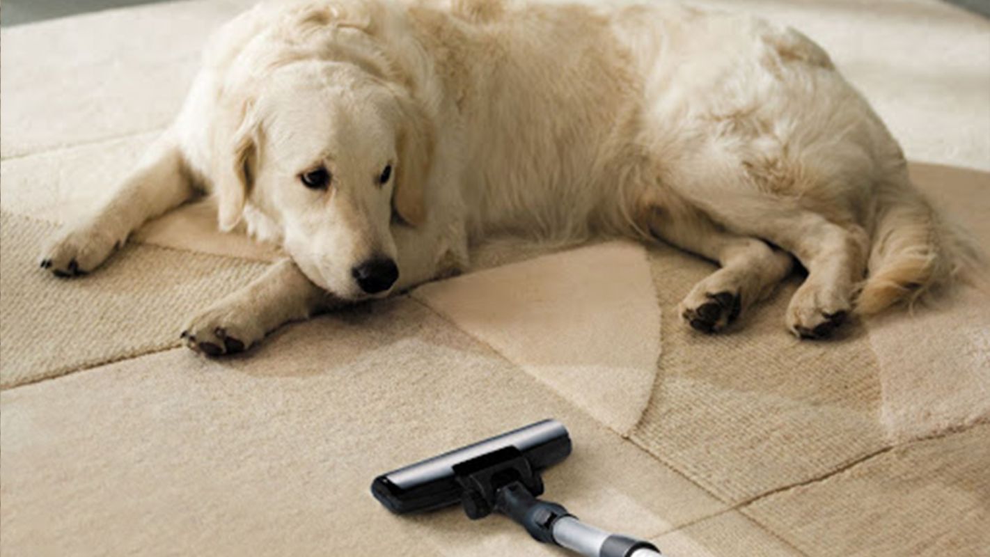 Pet Stain And Odor Removal Timberwood Park TX