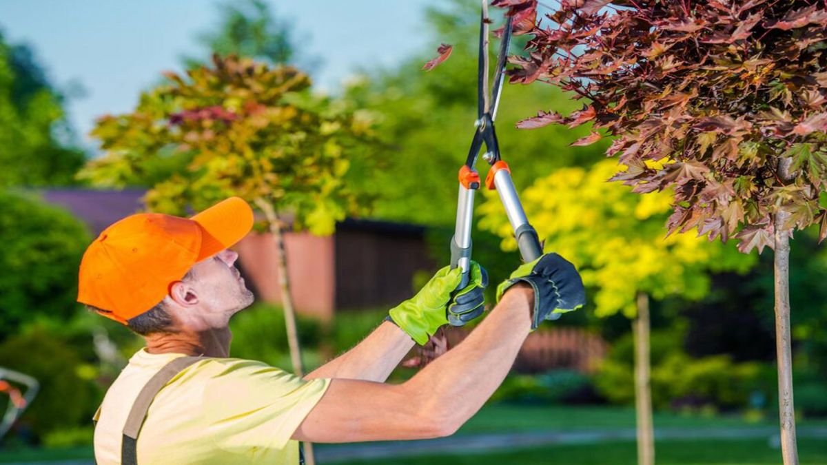 Tree Trimming Services Cypress TX