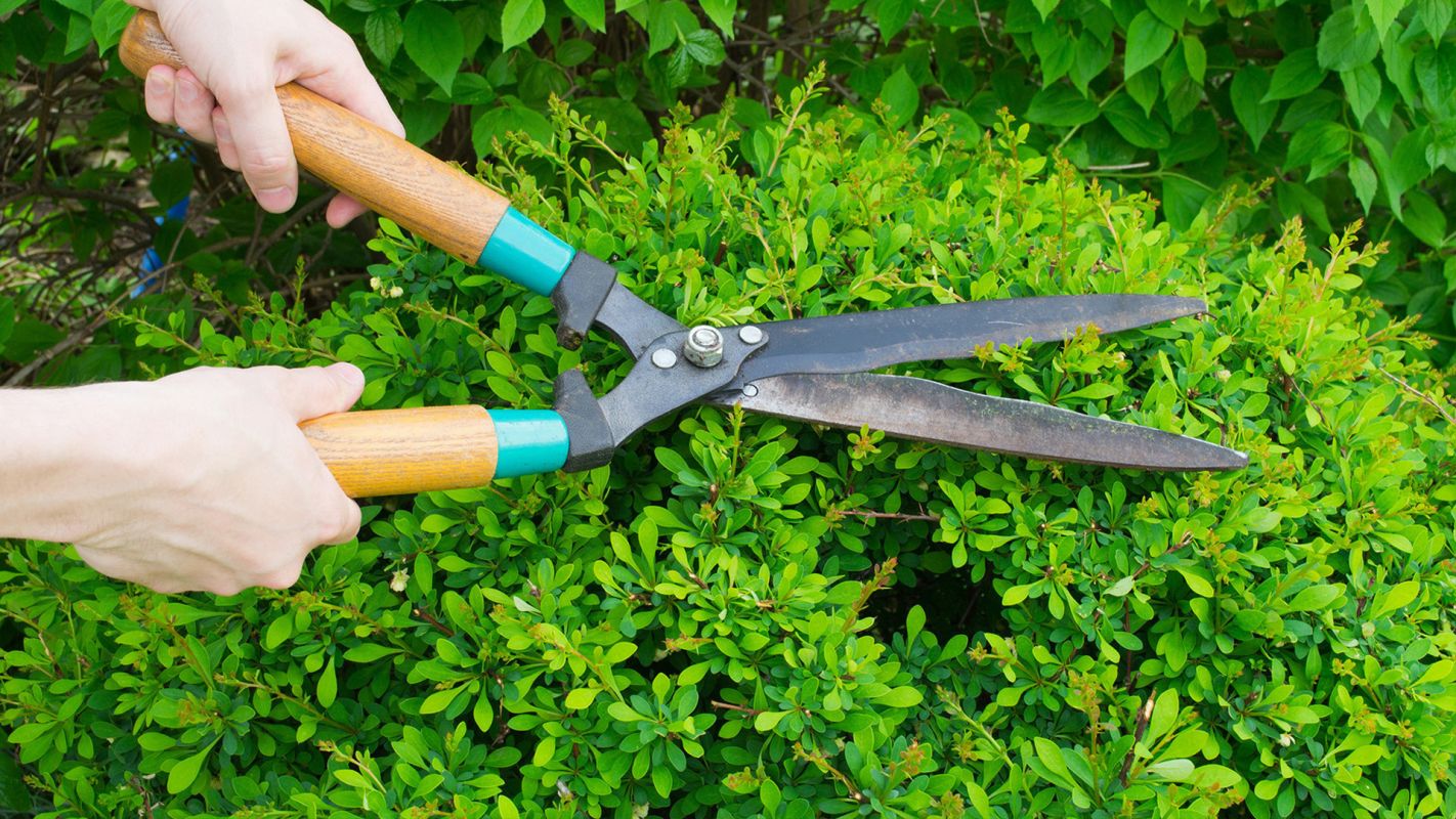 Tree Trimming Services Stratford CT