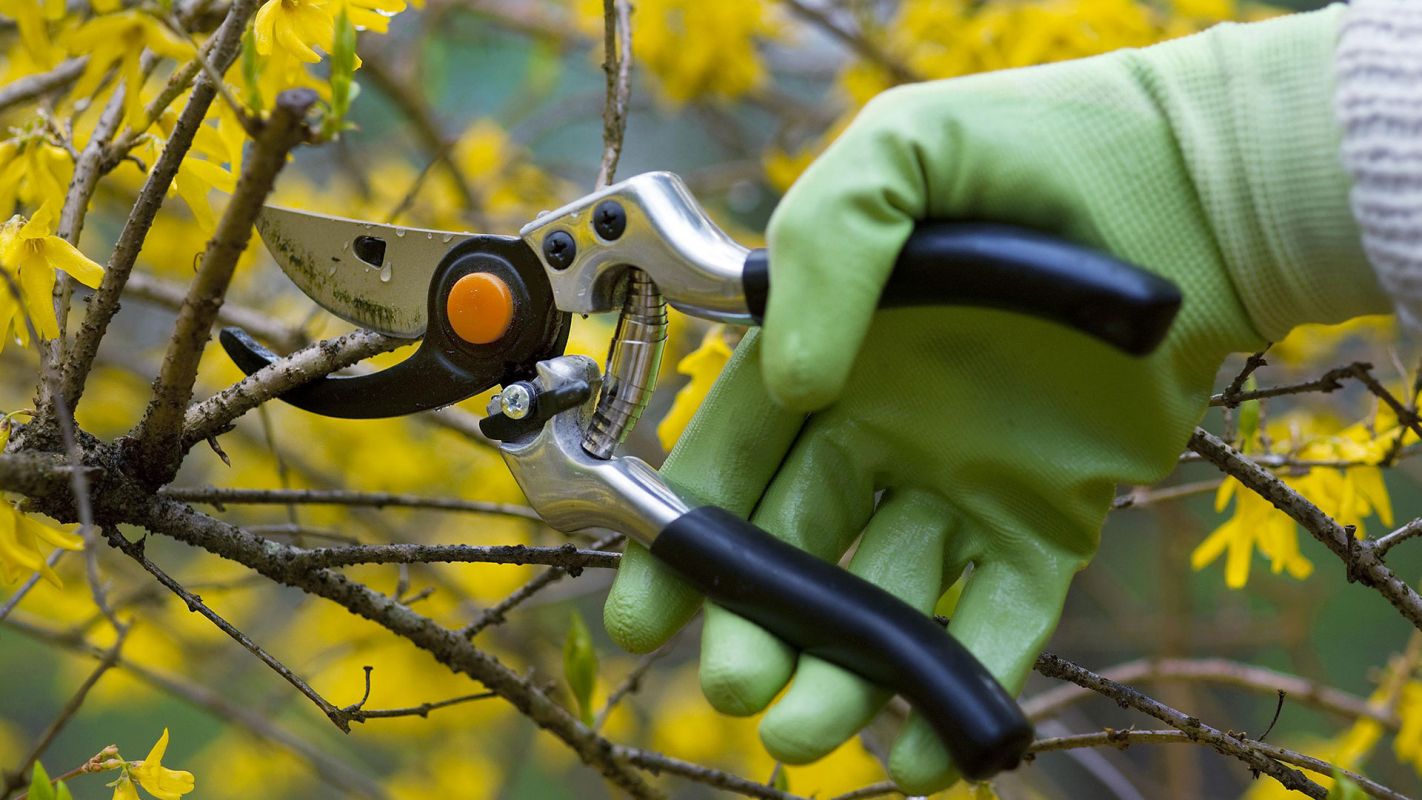 Tree Pruning Services Hollywood FL