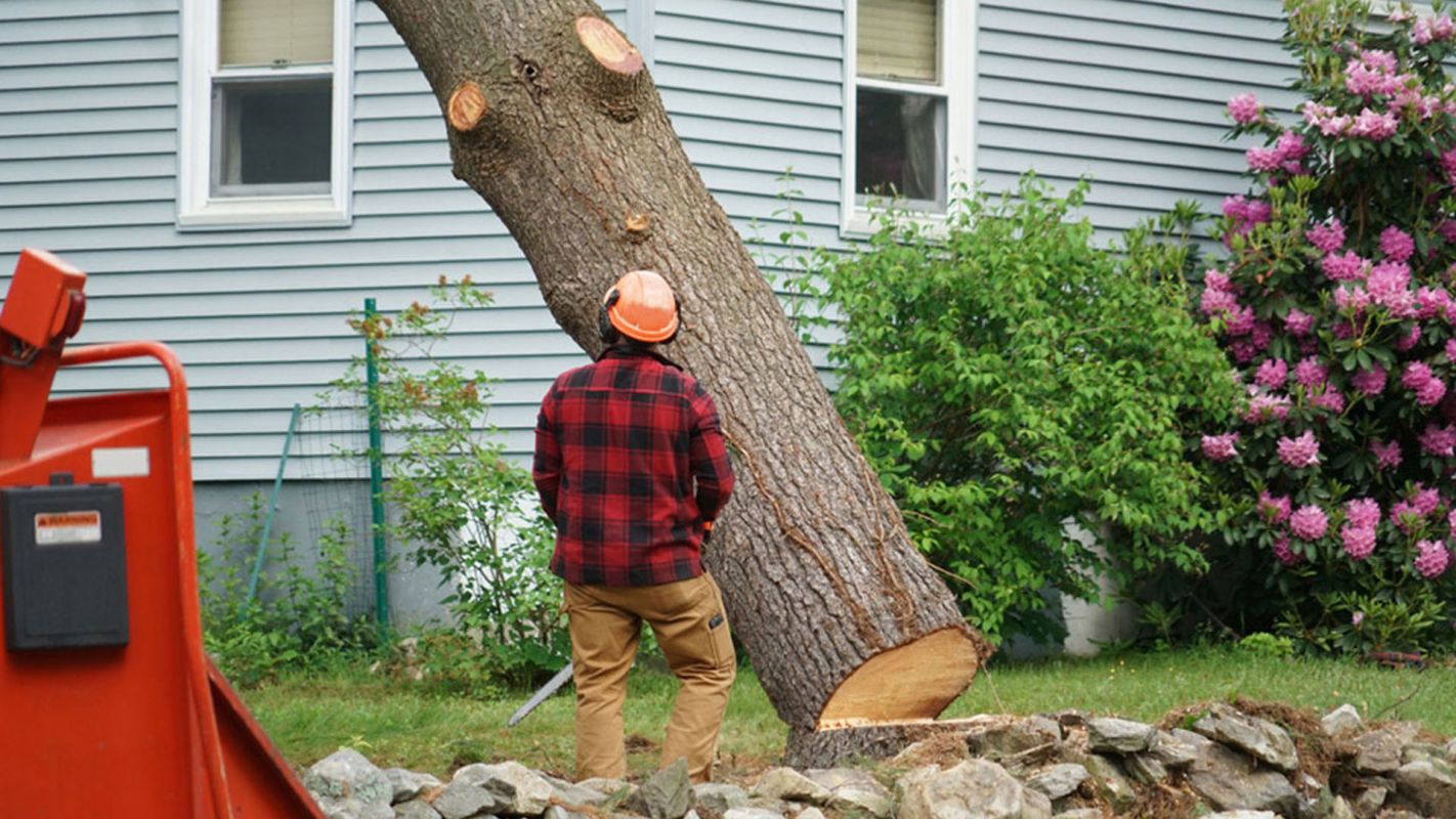 Tree Removal Services Cooper City FL