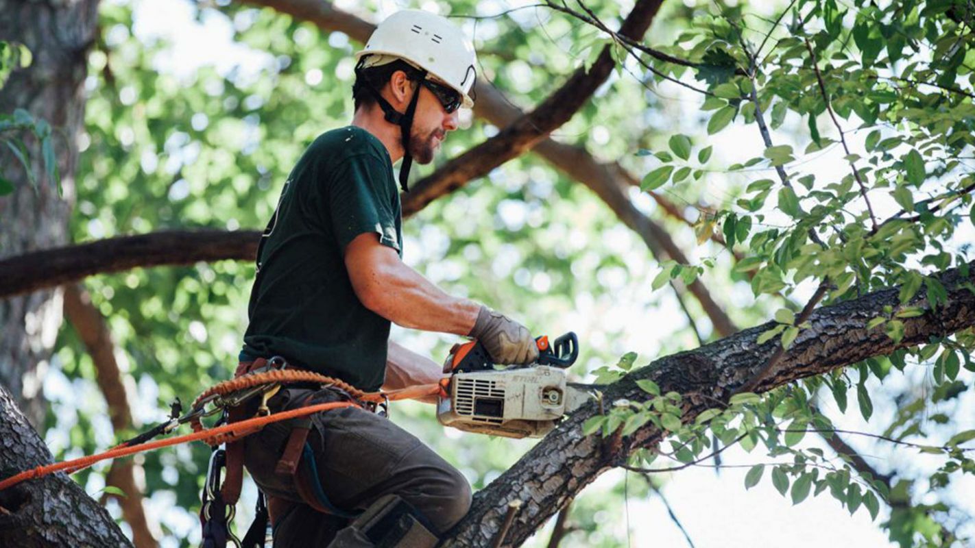 Tree Contractor Insurance Sacramento CA