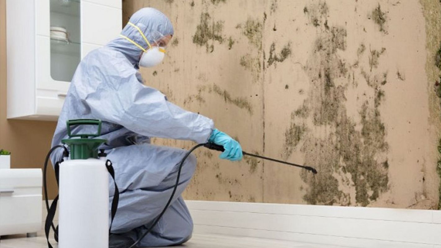 Mold Removal Services Middletown NY