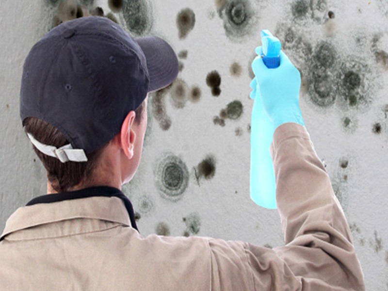 Contact Us Today And Get The Best Mold Removal Services In Fair Pricing