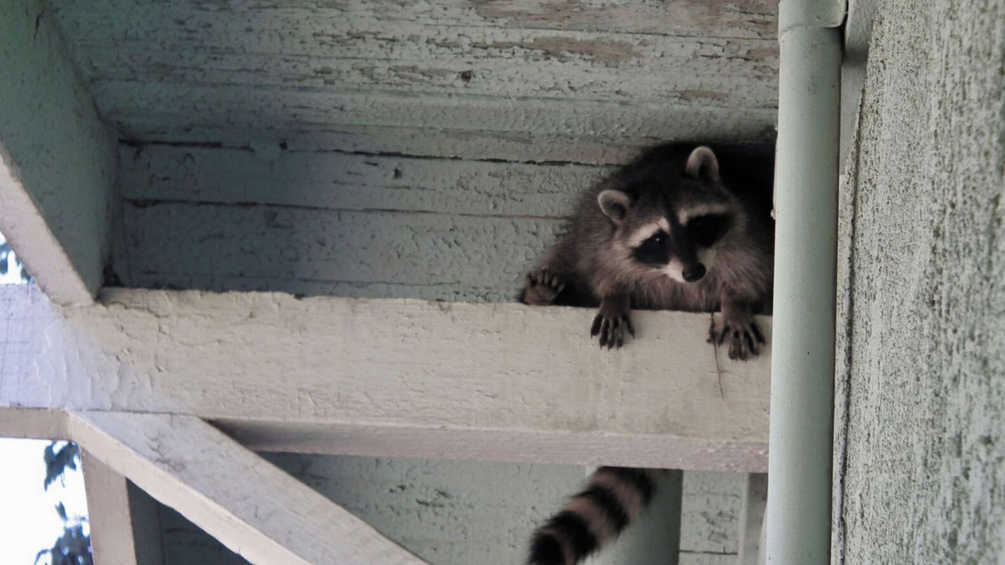 Wildlife Control Middletown IN