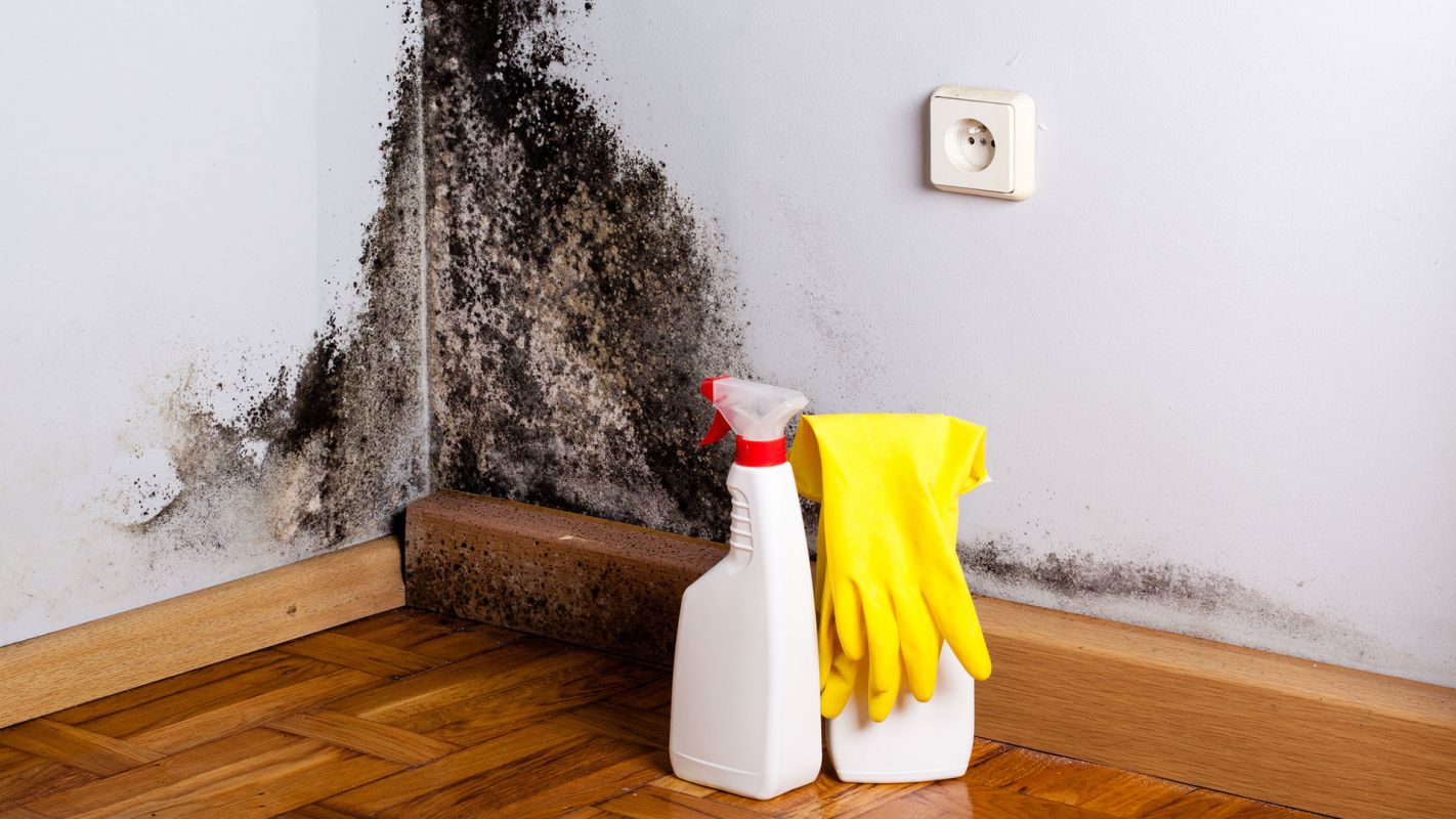 Mold Removal Services Santa Clara County CA