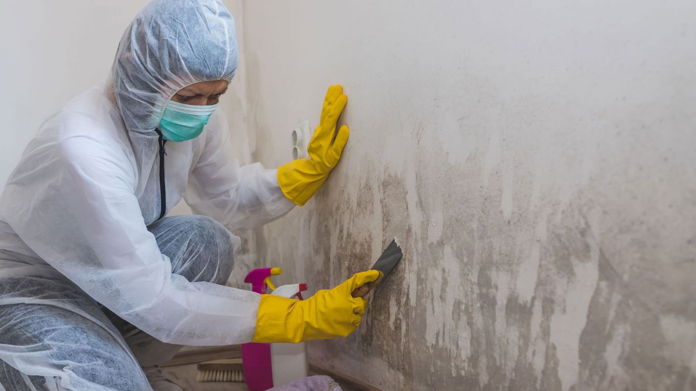 Mold Remediation Services Alameda County CA