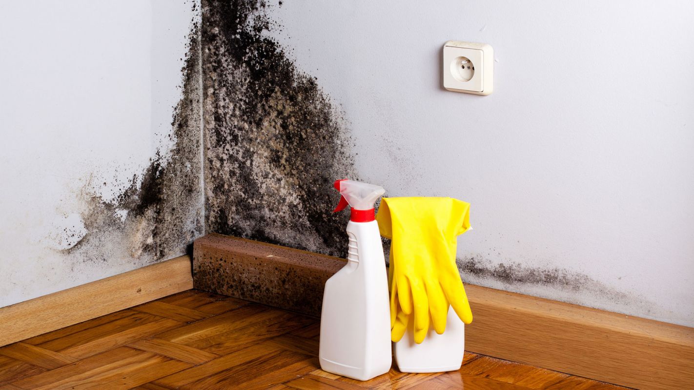 Mold Removal Services Alameda County CA