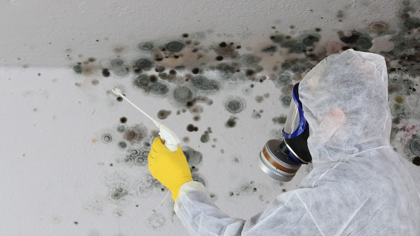 Mold Removal Services Gallup NM