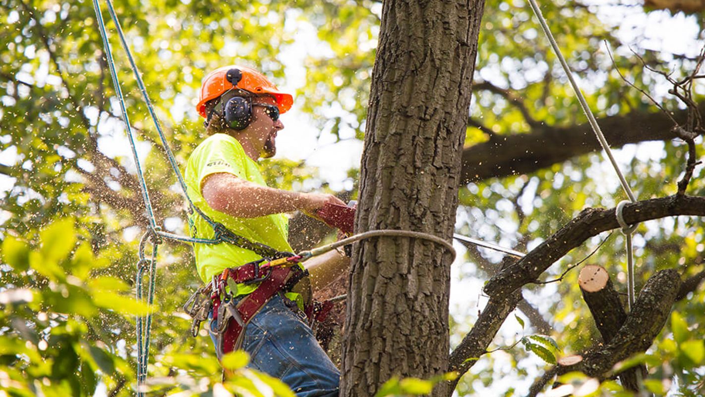 Commercial Tree Removal Huntingdon Valley PA