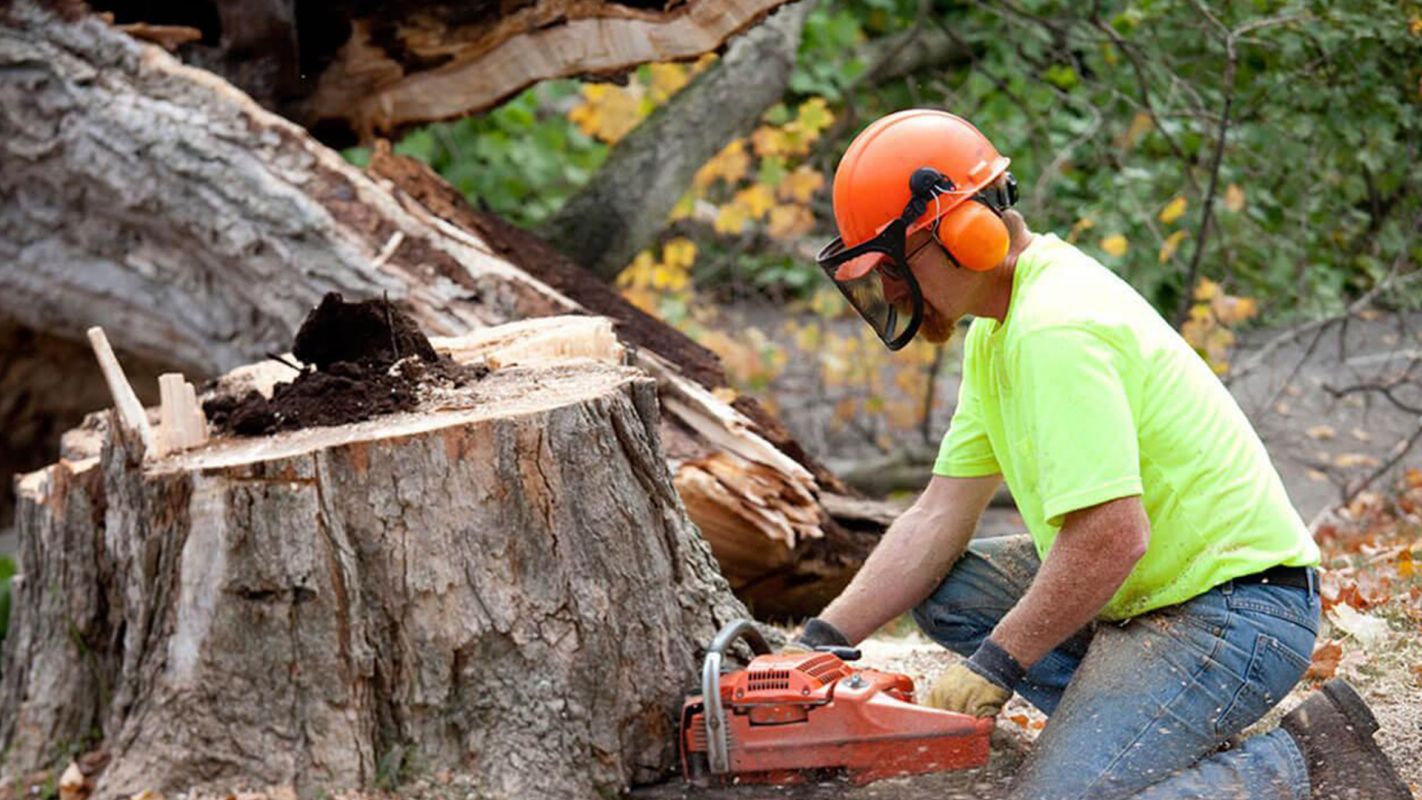 Residential Tree Removal Huntingdon Valley PA
