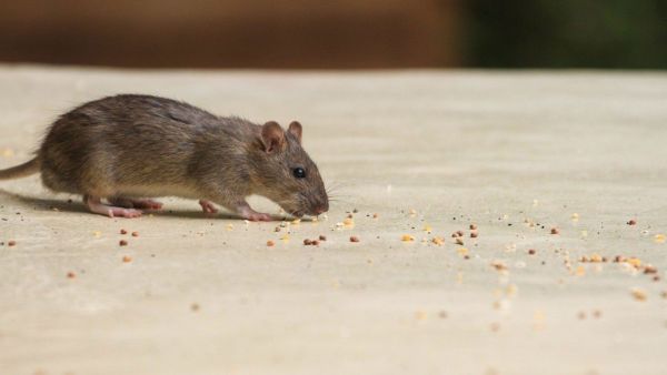 Non-Poison Rodent Exclusion Nassau County NY