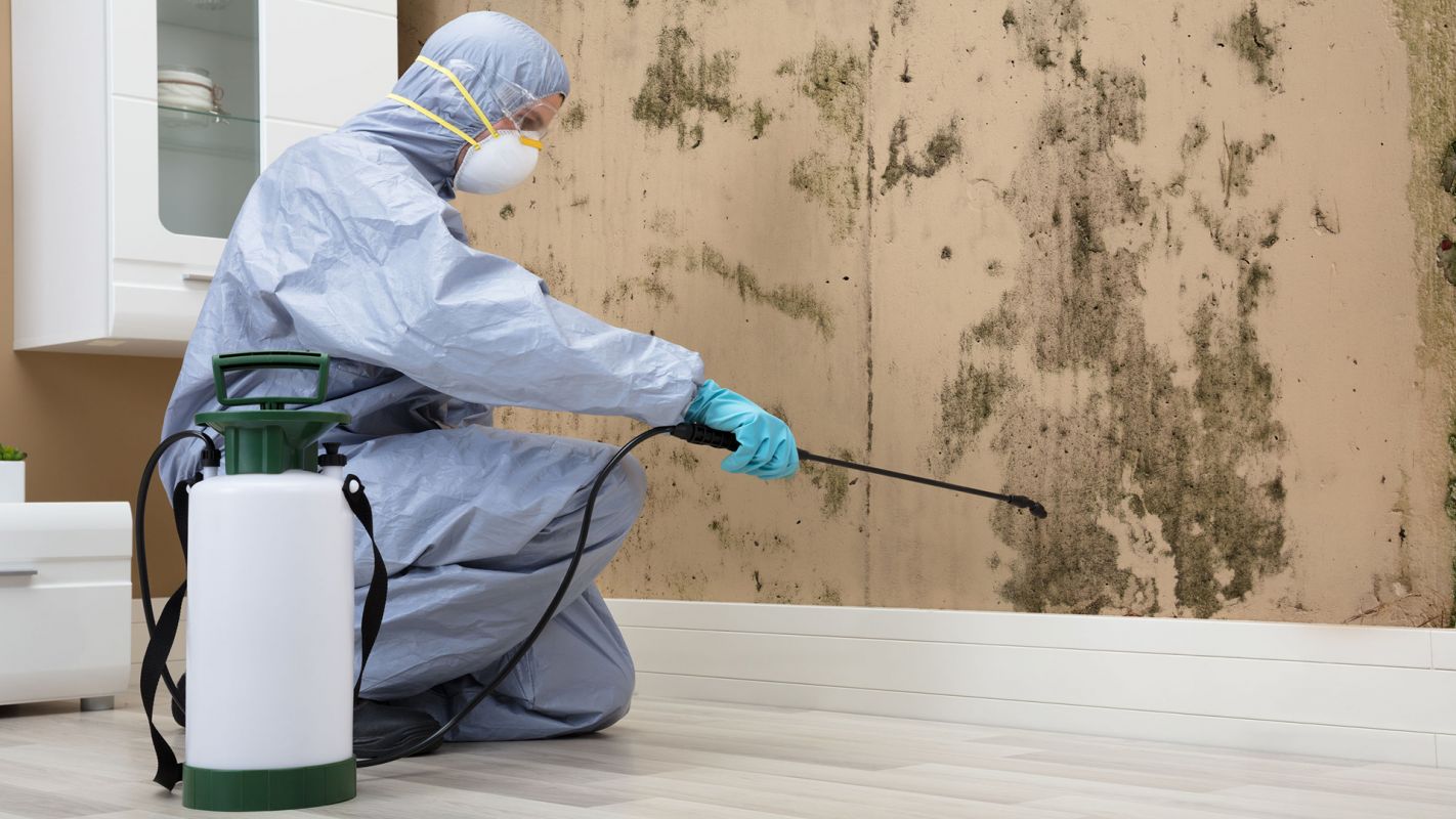 Mold Removal Company Albuquerque NM