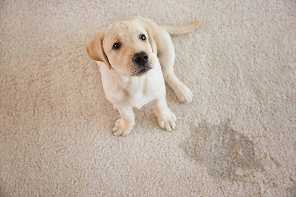 Carpet Pet Stain Removal