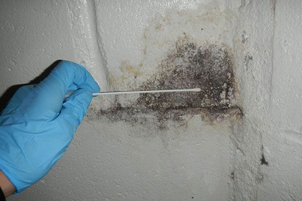 Mold Testing Services In Hollywood FL