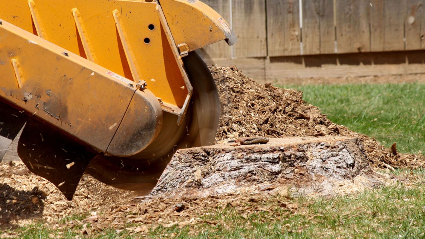 Stump Grinding Services West Seattle WA