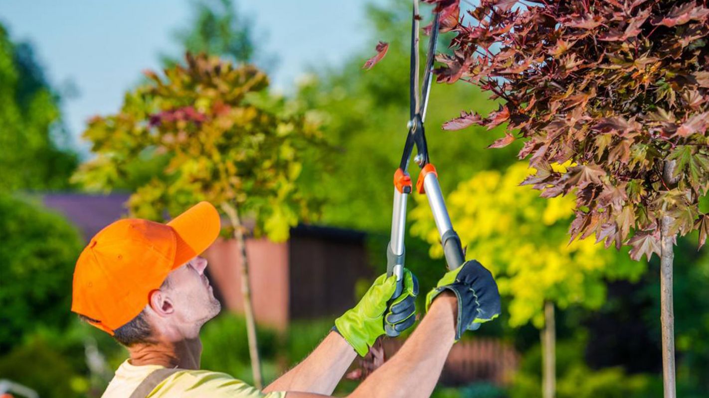 Tree Pruning Services West Seattle WA