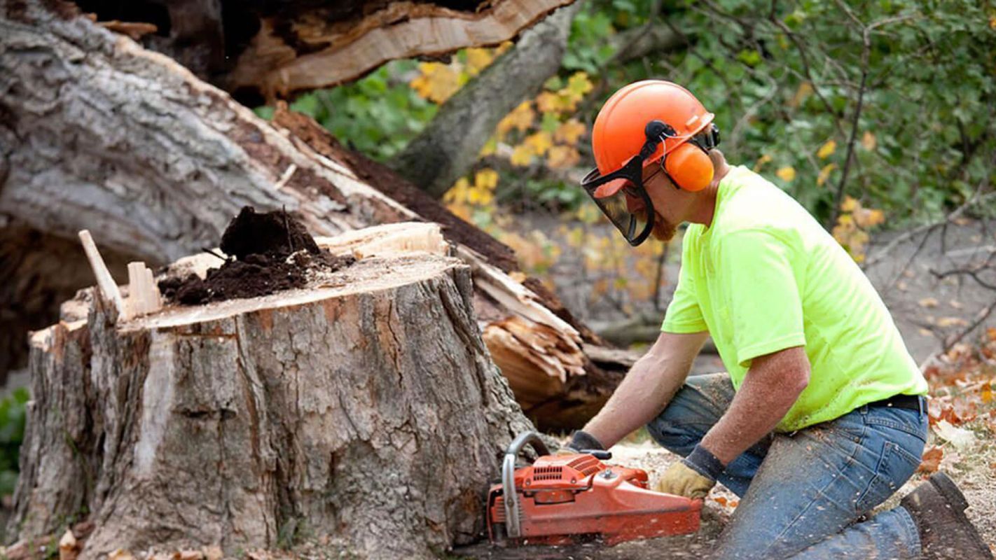 Stump Removal Services West Seattle WA