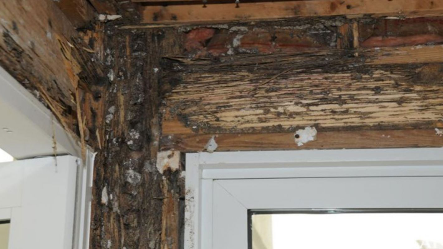 Dry Rot Treatment Roseville CA