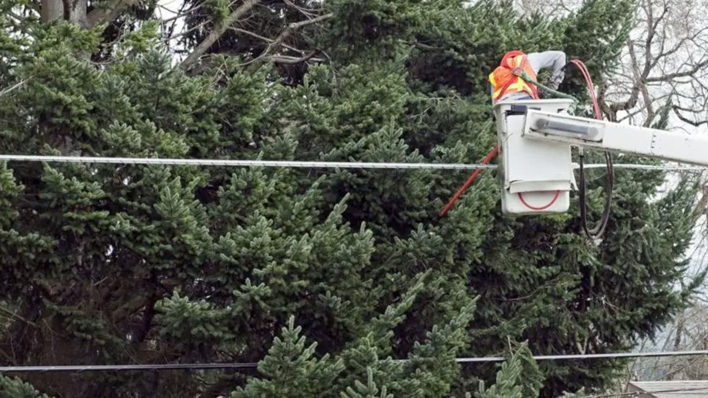 Powerline Tree Clearance Redmond WA