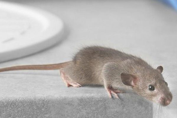 Best Rodent Removal Services San Francisco CA