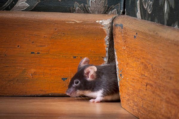 Rodent Proofing Costs San Francisco CA