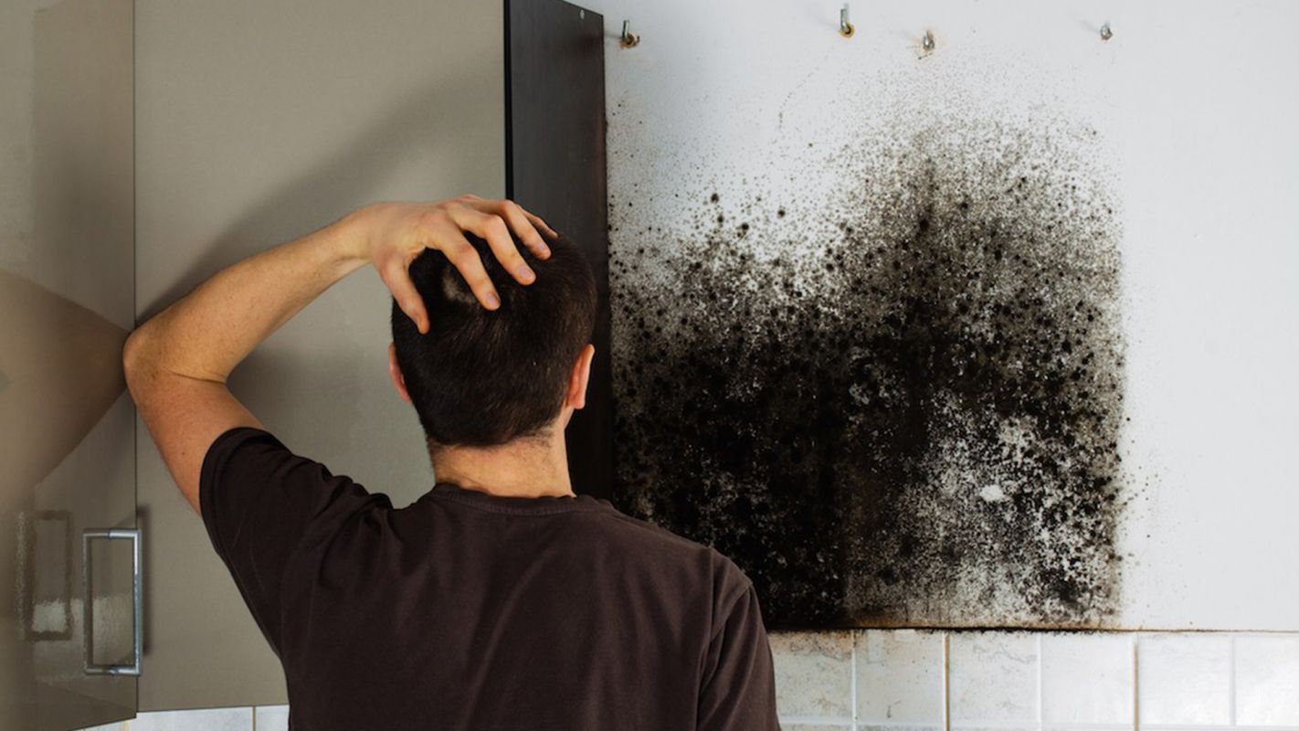 Mold Cleanup Cost Gainesville GA