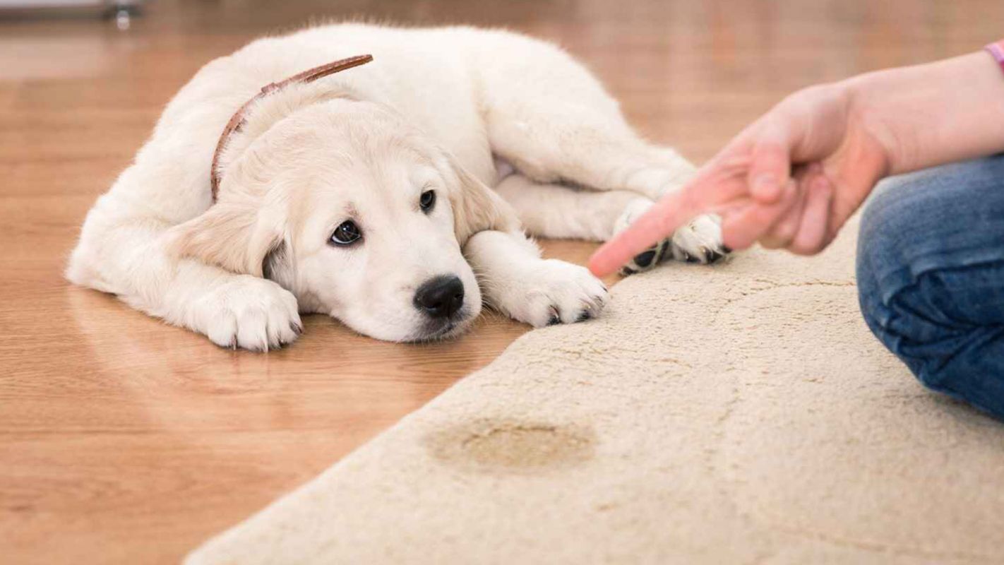 Pet Urine Stain Cleaner South Bend IN
